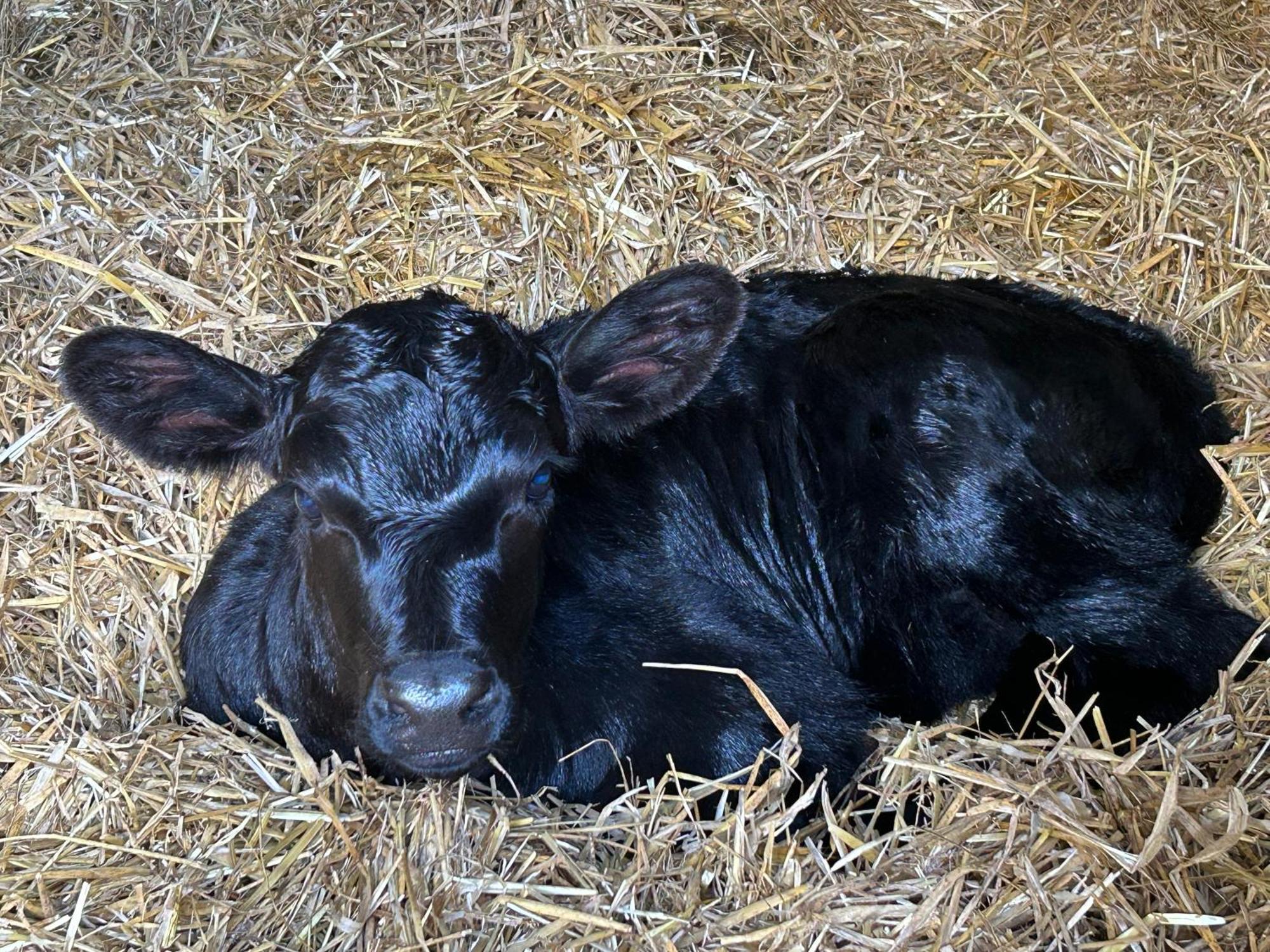 Cozyshepherdshutwithhottub *